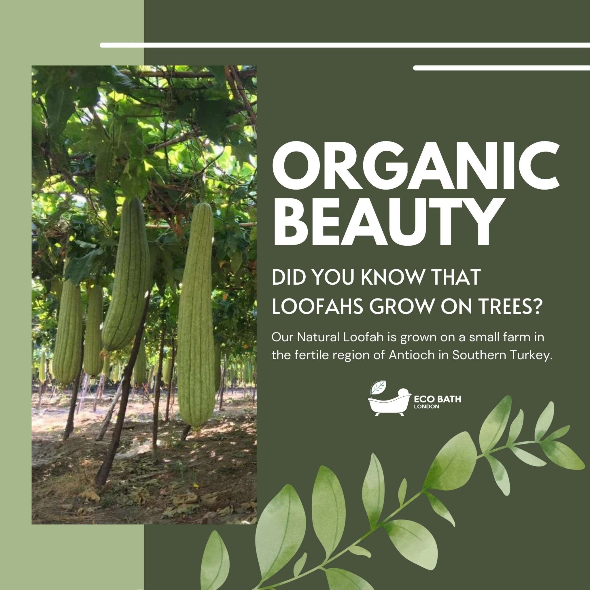 Eco Bath London Natural Loofah Pad - Exfoliating Loofah Bath Sponge for Women and Men