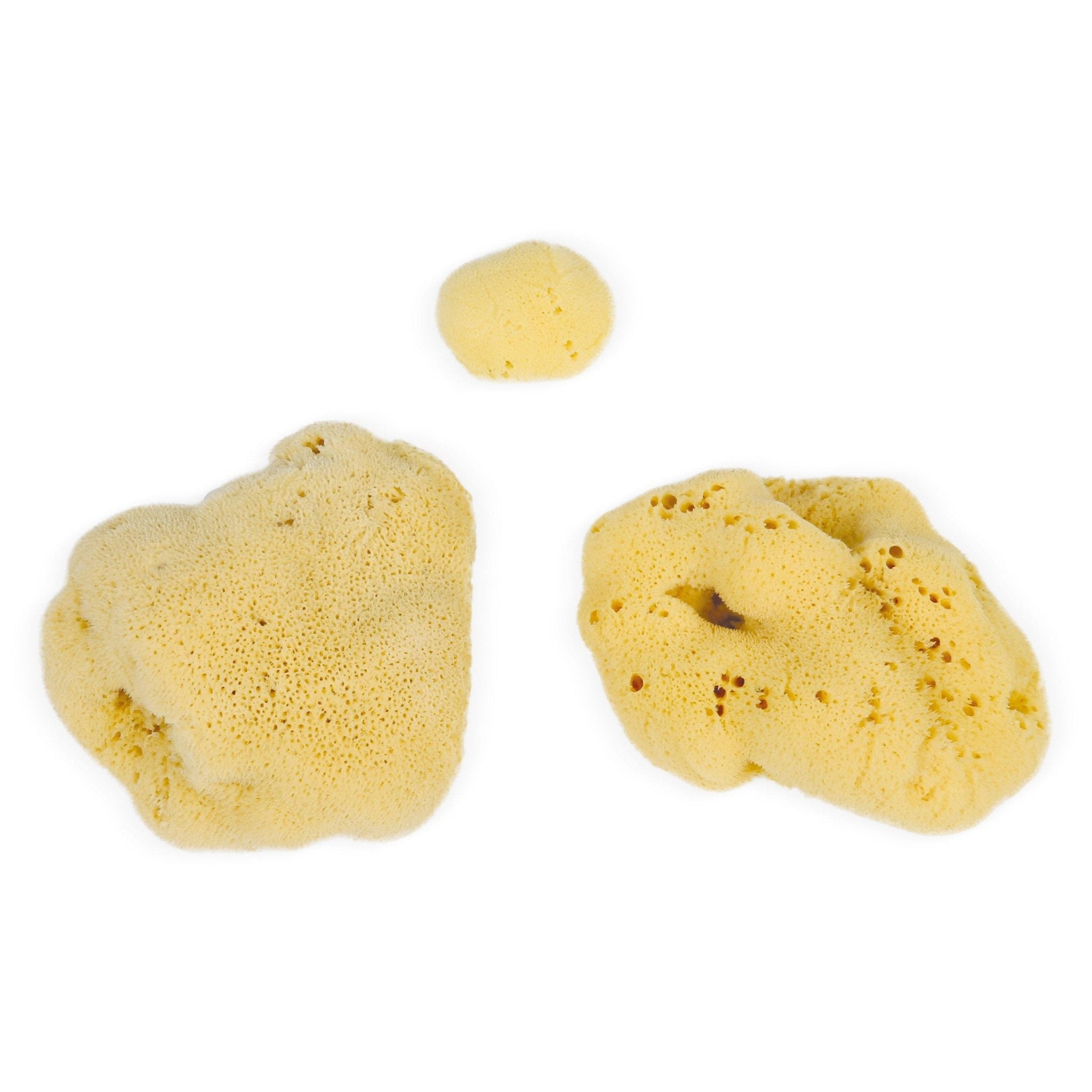 Eco Bath London Natural Sea Sponges (3-20 cm) - Sustainably Harvested Exfoliating Bath Sponges